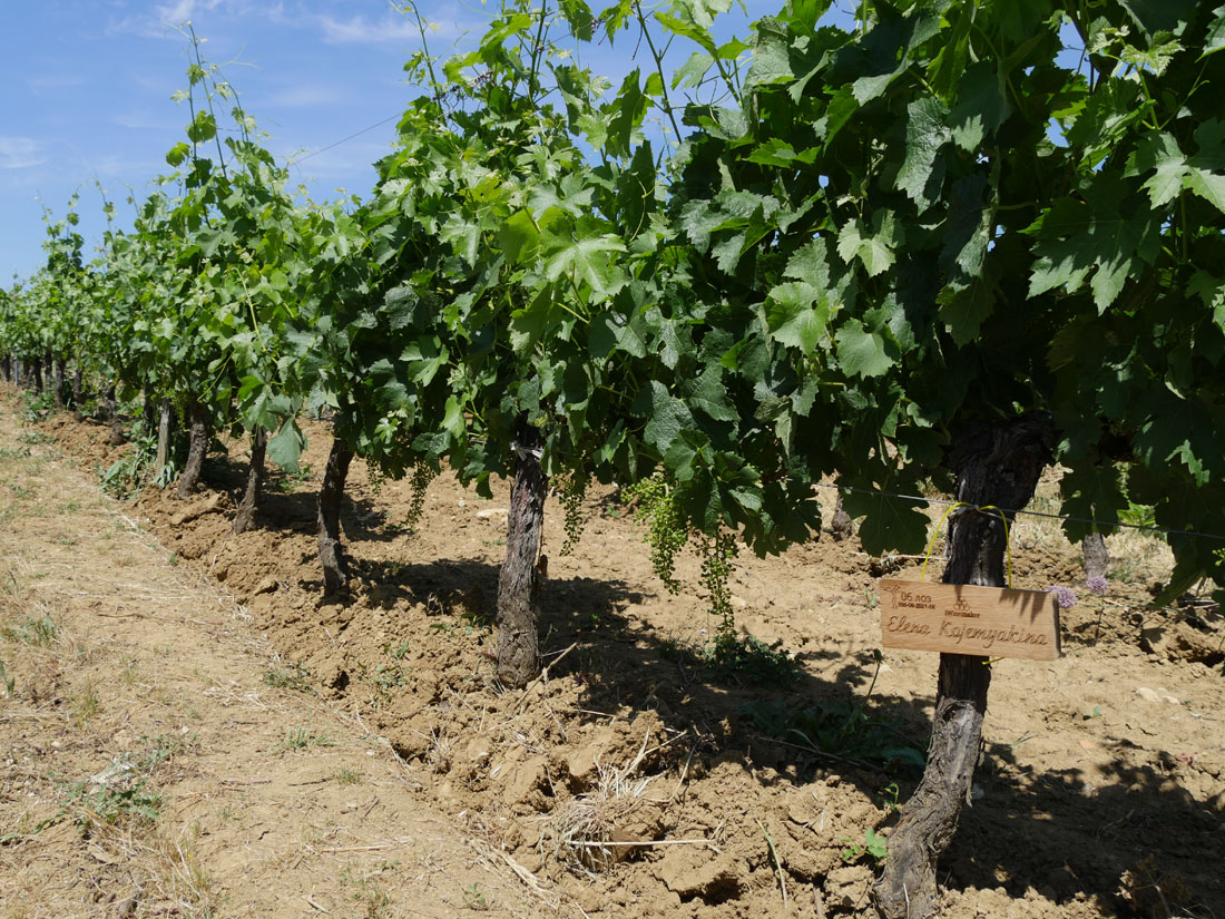 Виноградник на урожай